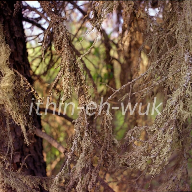 Close-up image of tree branch with an overlay of text that reads
