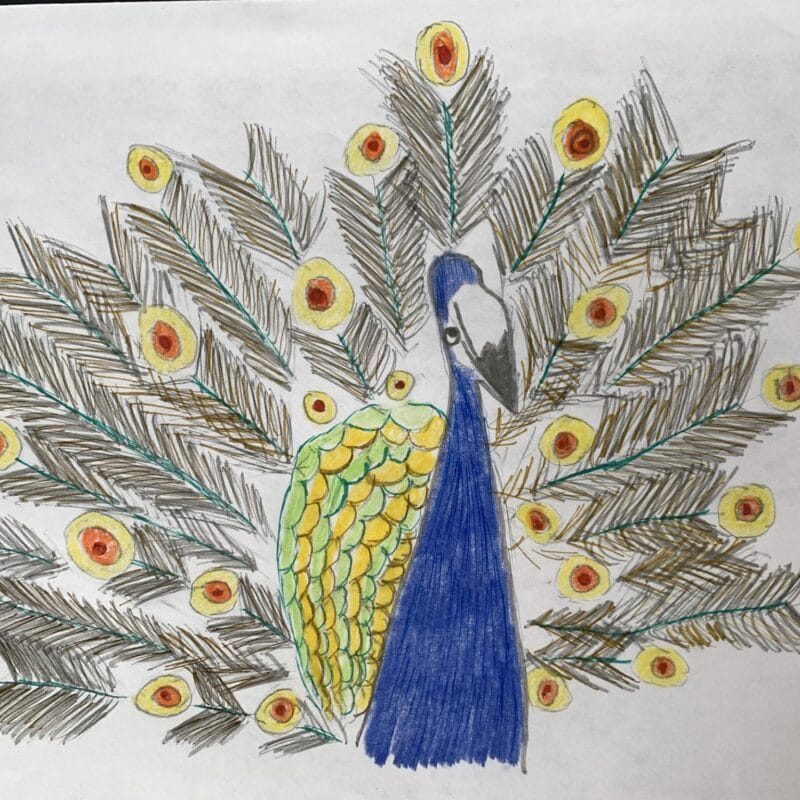 A hand-drawn image of a peacock. The peacock has a vibrant blue body and yellow, green, and black feathers. The expanded tail feathers are decorated with eye-like patterns in yellow and red, and stand out against a plain white background.