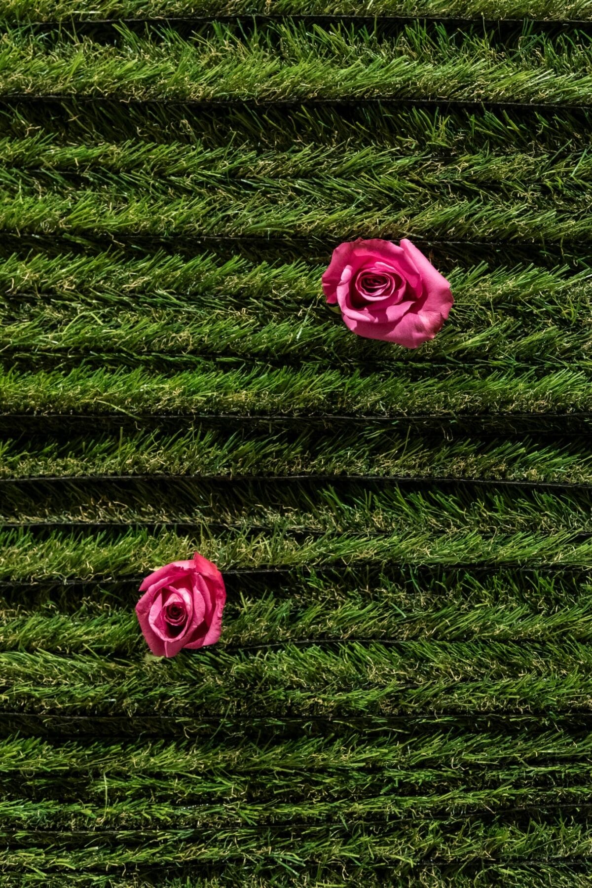 A close-up view of a lush green, vertically striped grassy surface with two pink roses placed on it. The roses are arranged diagonally from each other, creating a visually appealing contrast against the vibrant green grass.