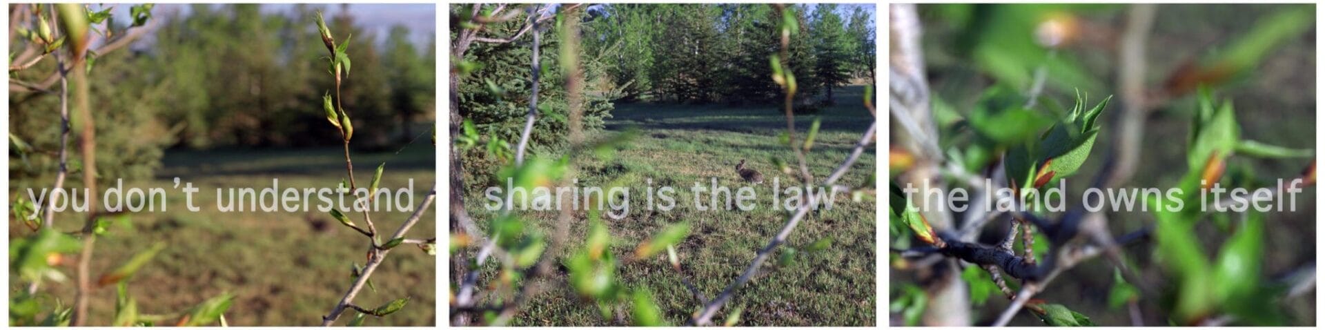 A three-panel image features blurred close-ups of leafy branches in the foreground and a grassy field with trees in the background. Overlaid text reads: 