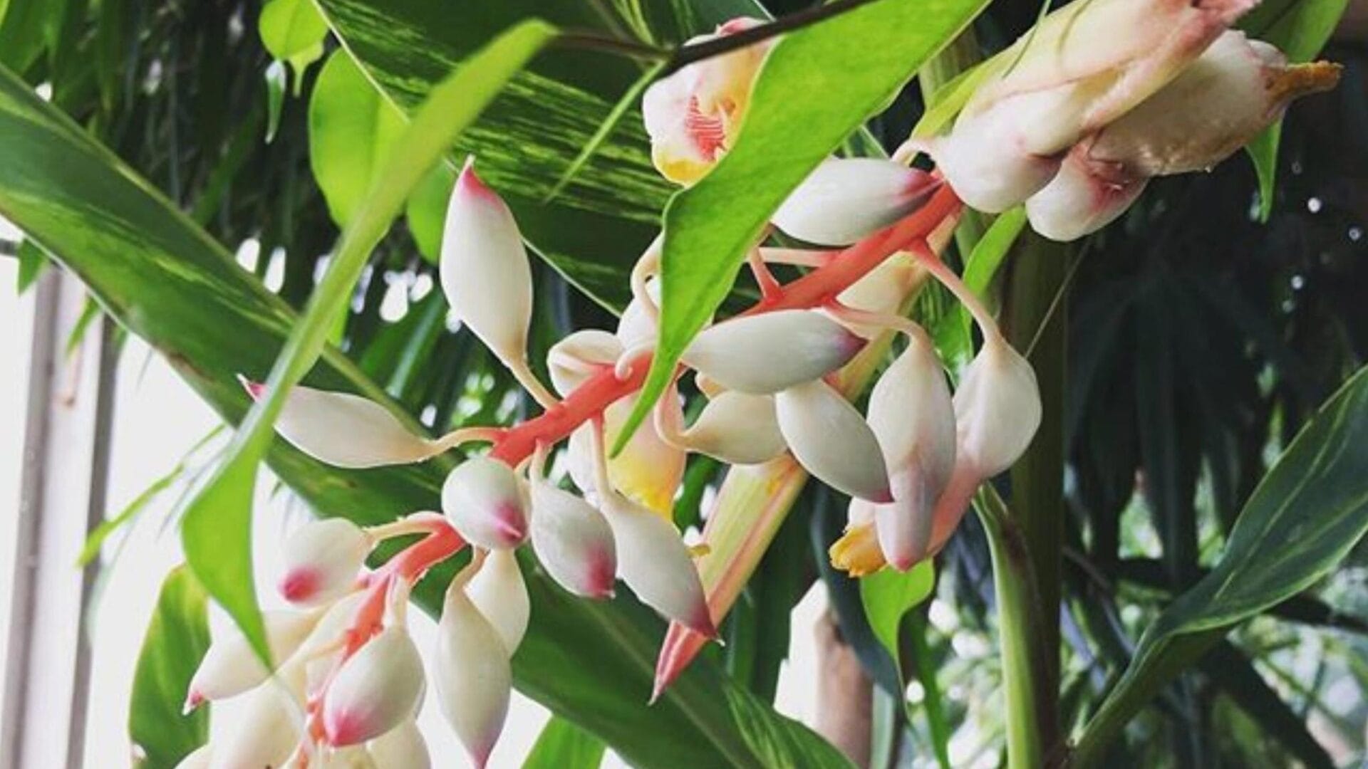 Close-up of flowers