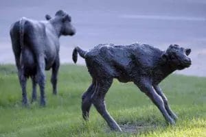 Two life-sized bronze statues of a cow and a calf stand on green grass. The calf is in the foreground, appearing to walk, while the cow is in the background facing away.