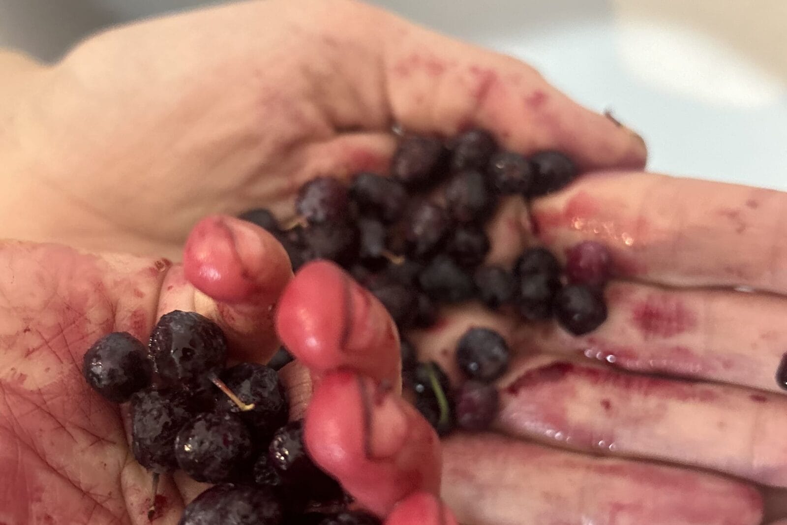 Two hands stained red hold small, dark purple berries—fingers and palms coated with juice, as if fighting for the title not to be pending in their claim of the freshest, just-picked fruit.