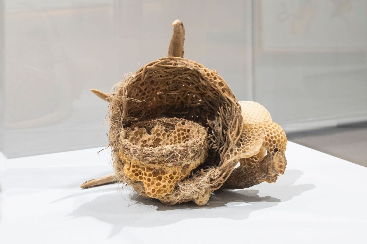 Une pièce sculpturale combinant des structures en nid d'abeille avec des brindilles et du matériel végétal tressé, disposée sur une surface d'exposition blanche dans une galerie.